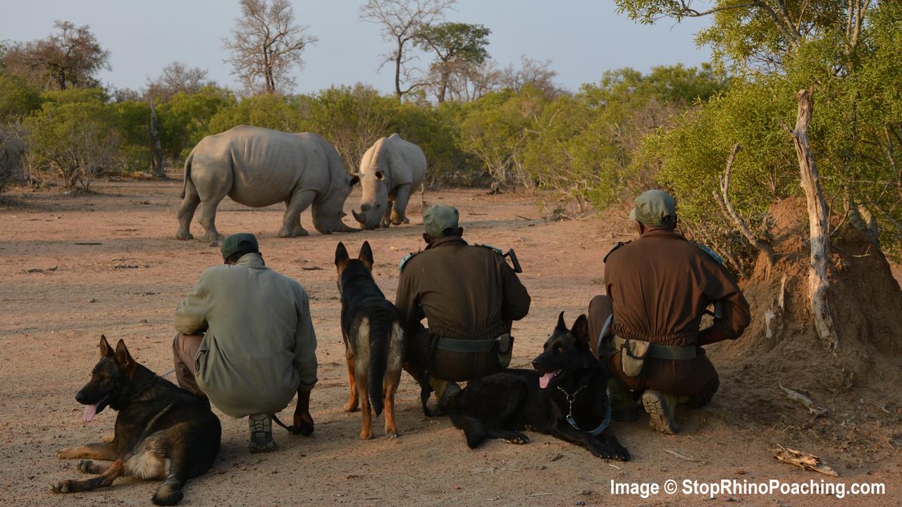 Team Rhino’s Actions Help Seal a Victory for South Africa’s Skukuza Court, Rangers, and Rhinos