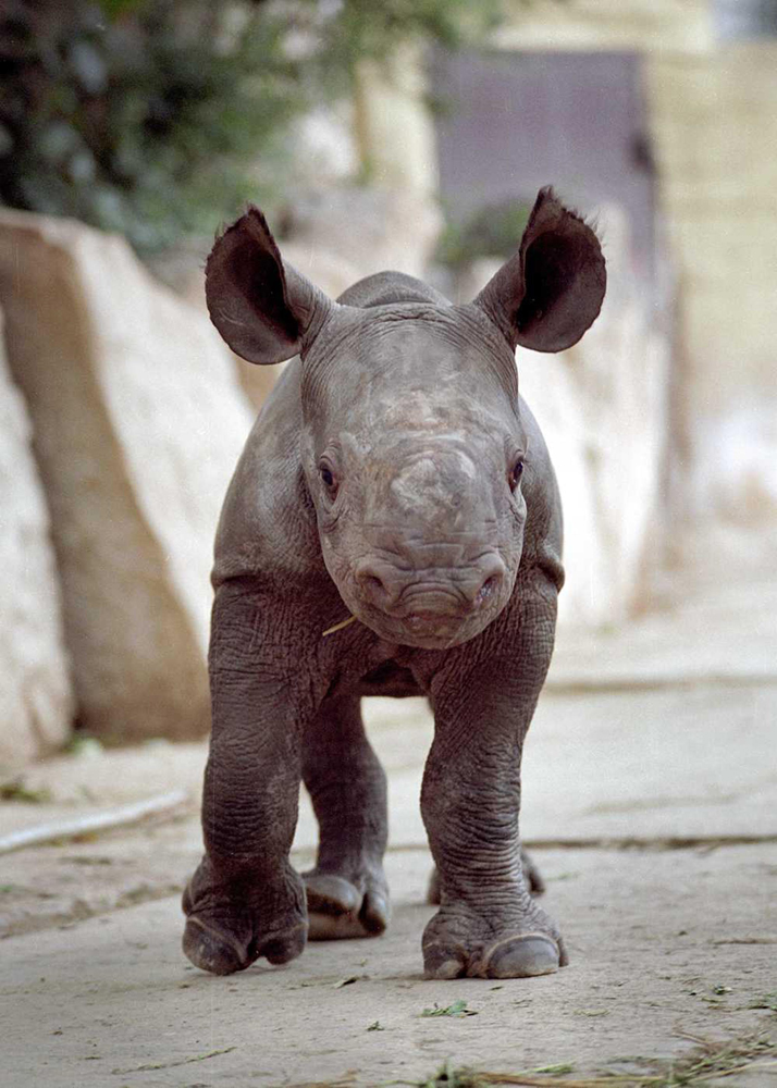 gestation period of white rhino