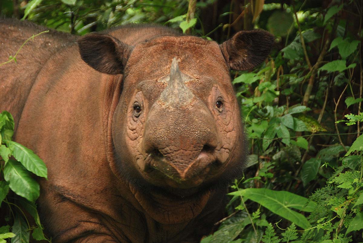 Sumatran Rhino, International Rhino Foundation, Ratu, Sumatran Rhino Sanctuary