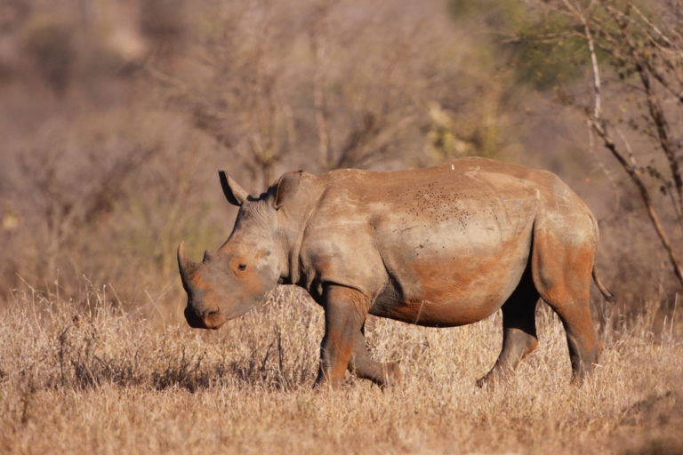 Mission & Values | International Rhino FoundationInternational Rhino ...