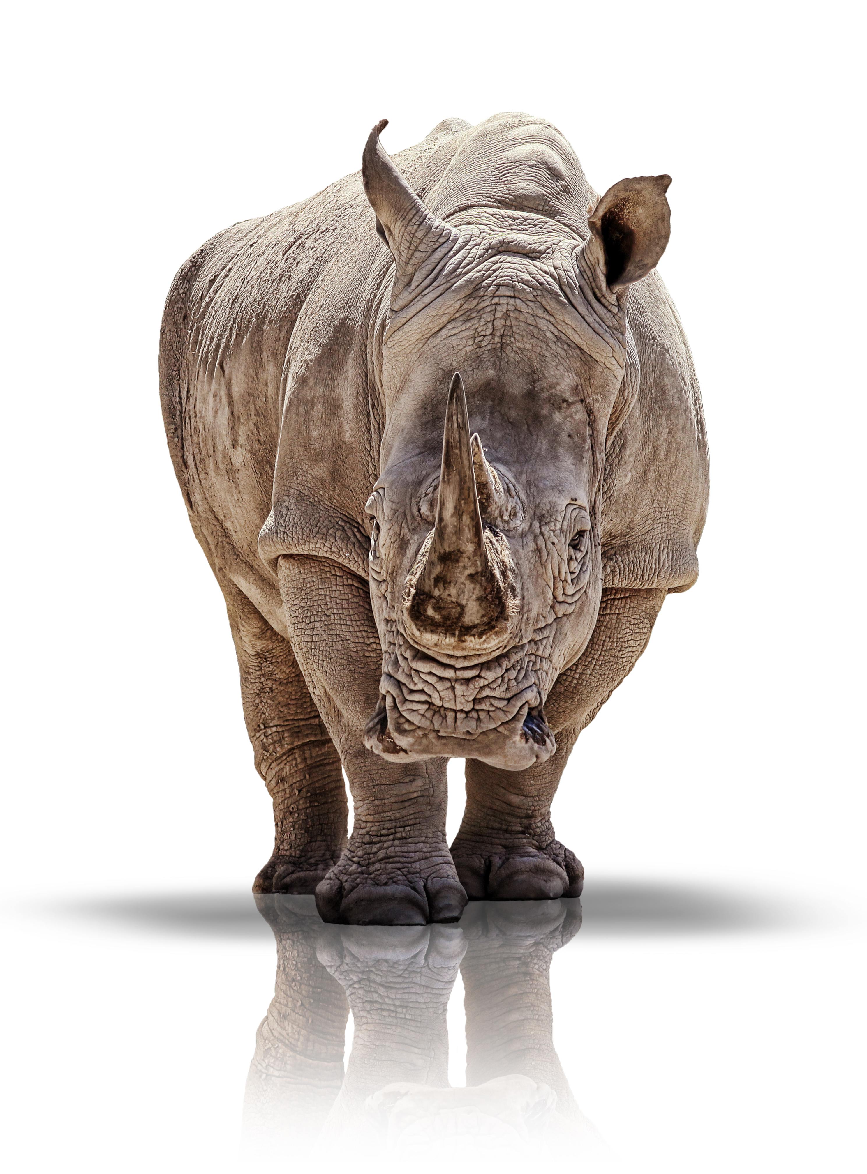 http://www.dreamstime.com/stock-photos-white-rhino-image27988293