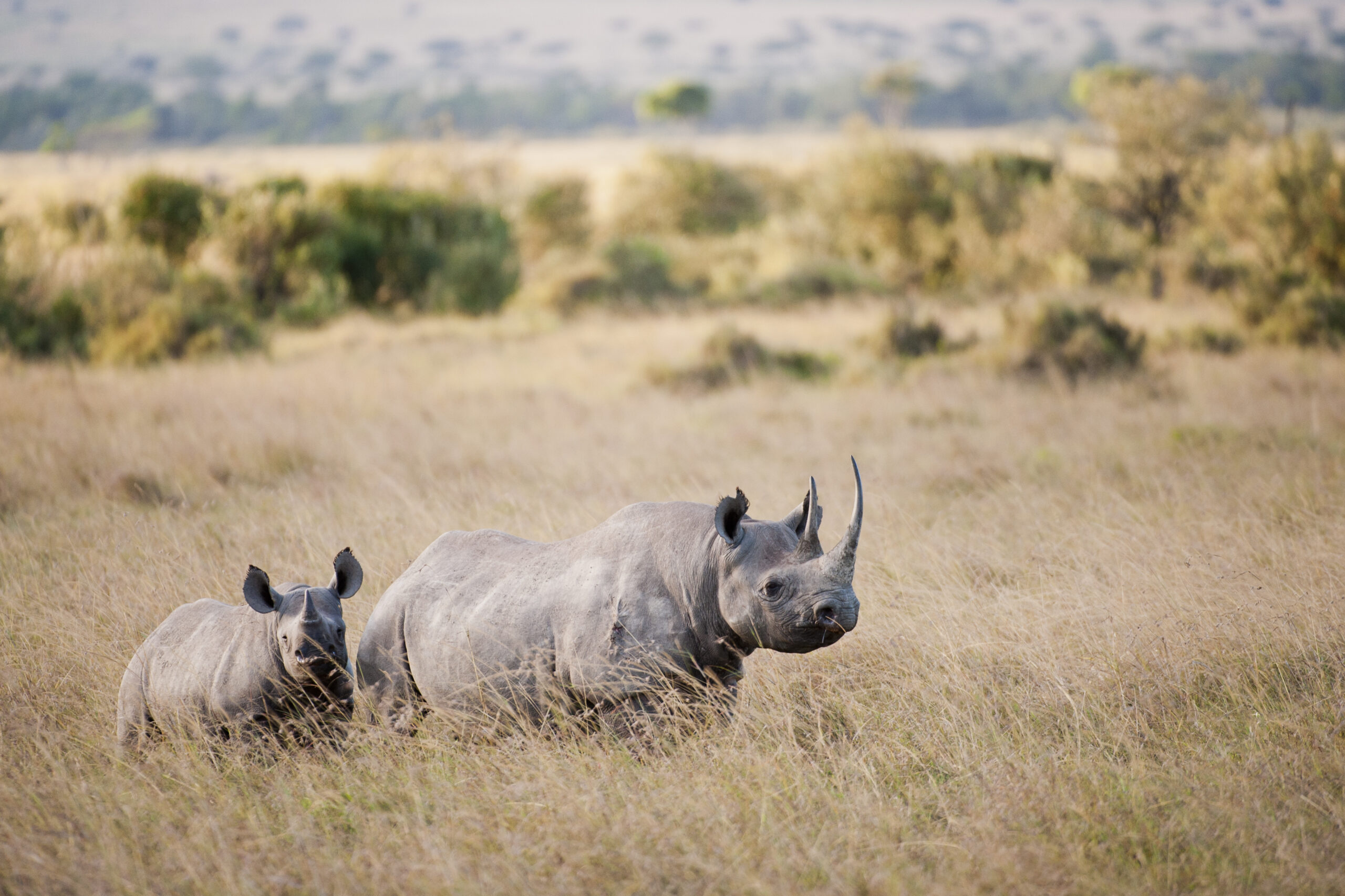 Black Rhino | International Rhino Foundation
