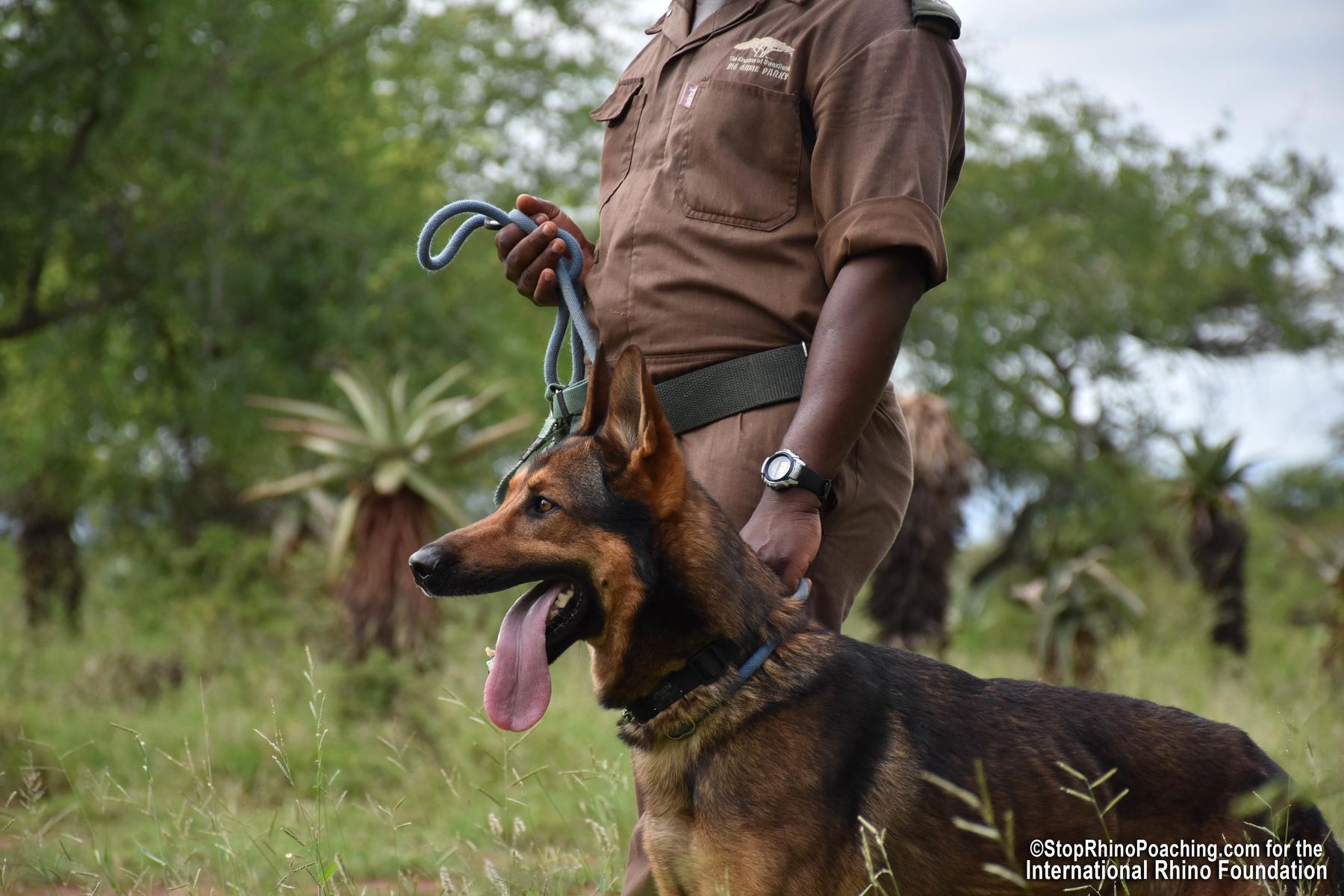 Meet Dozer – A New Soldier in Fight to Save Rhinos from Poachers