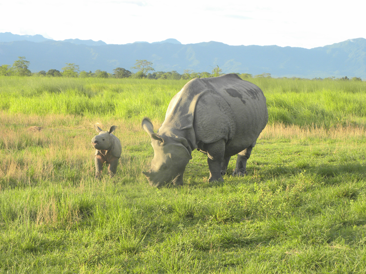 Just in time for World Rhino Day…