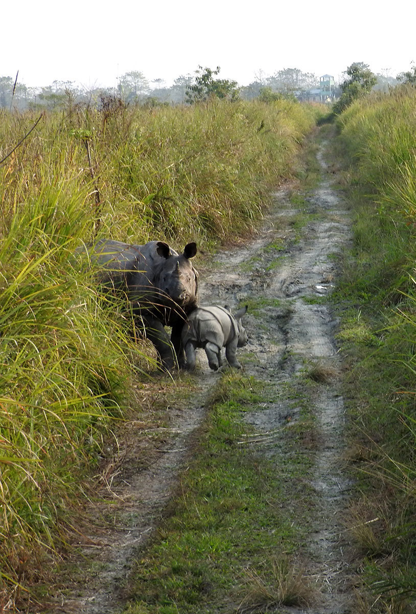 The Plan to Save Sumatran Rhinos: Step 1- Survey - International Rhino  FoundationInternational Rhino Foundation