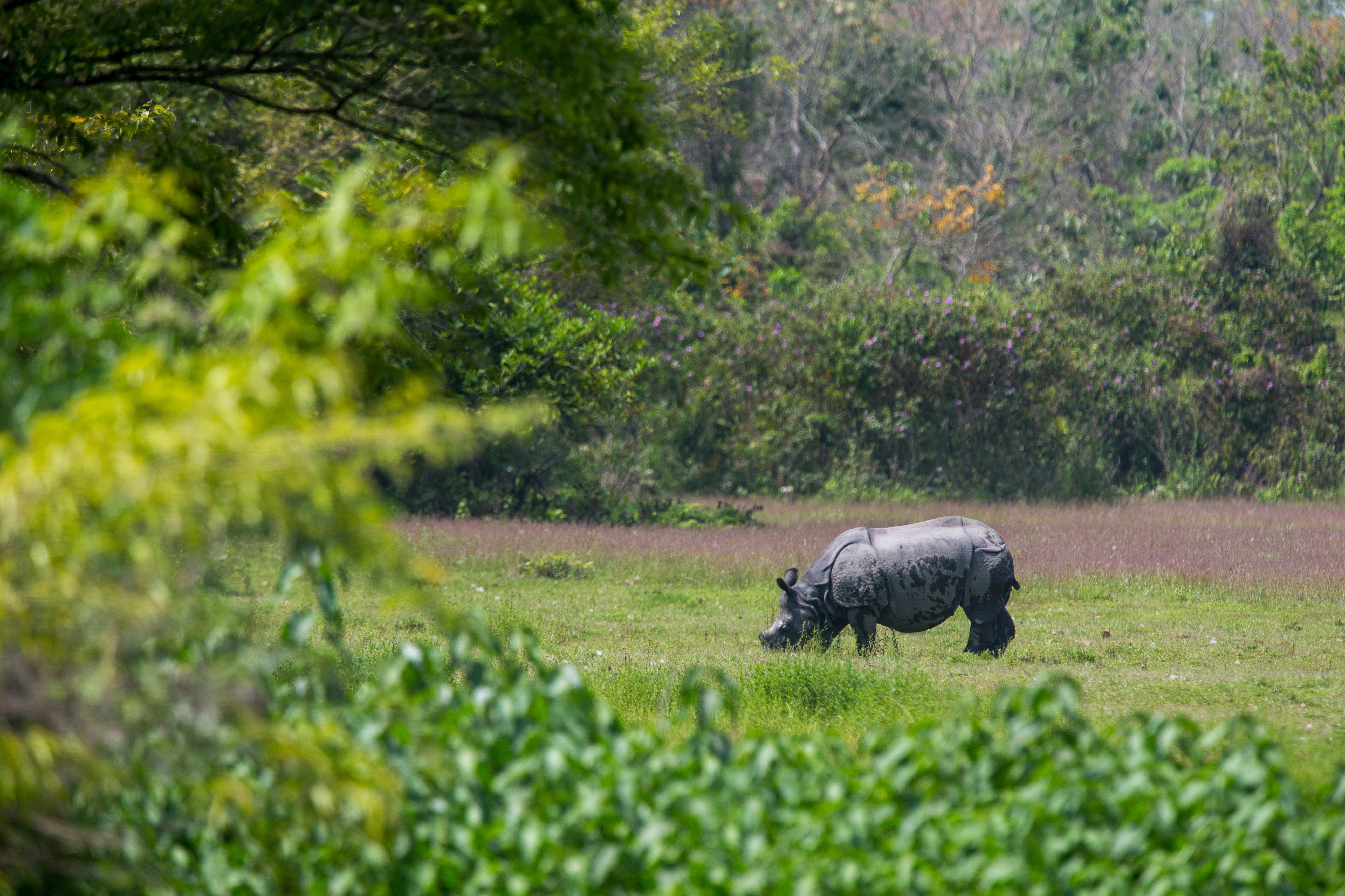 Manas Biosphere Reserve