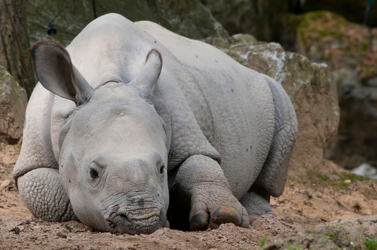 baby rhino