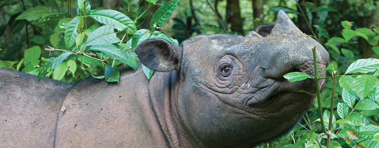 javan rhinoceros range