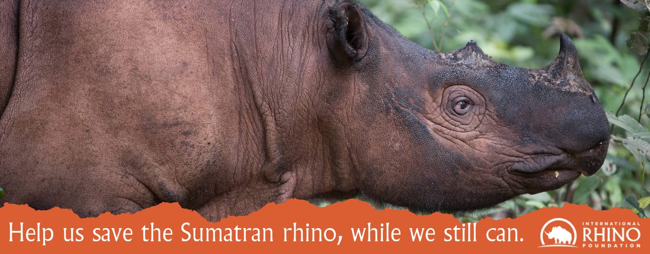 Preparing for A Rhino Rescue Mission — Sumatran Rhino Alliance