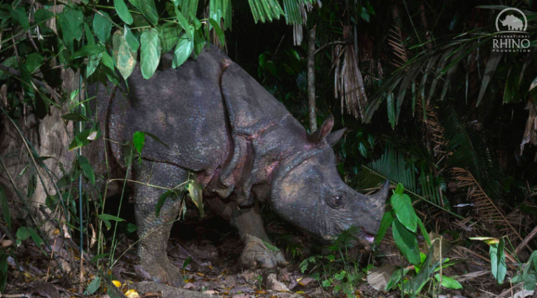 Javan Rhino Found Dead- But There's Still Hope for the Species ...