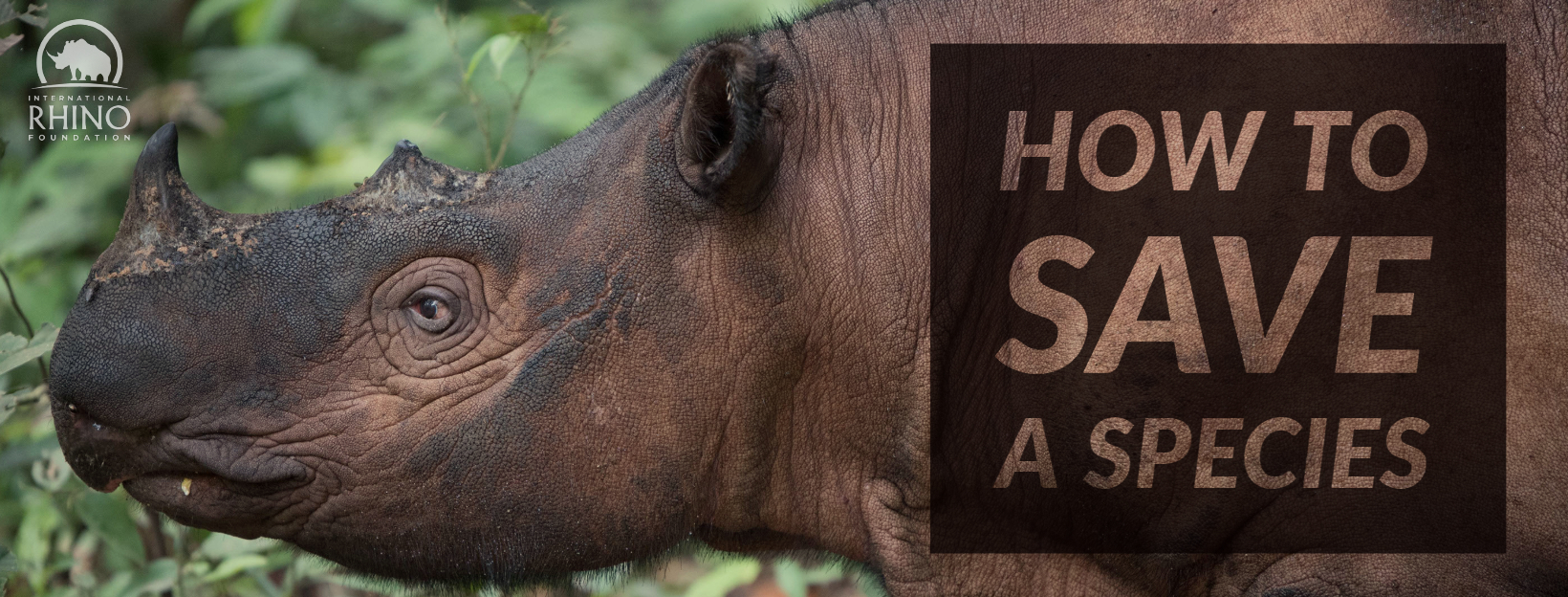 How To Save A Species - International Rhino FoundationInternational