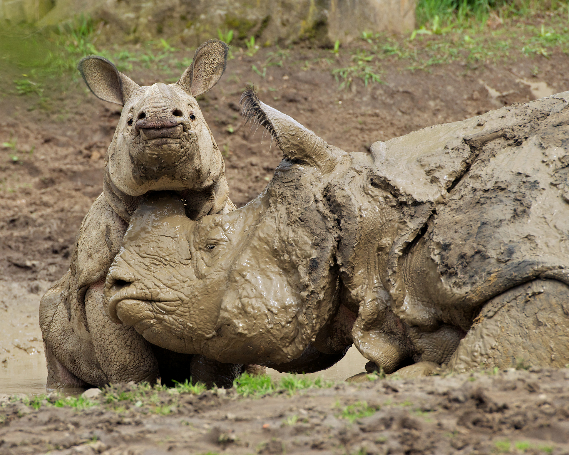 indian-rhino-calf-and-cow-mud_dreamstime