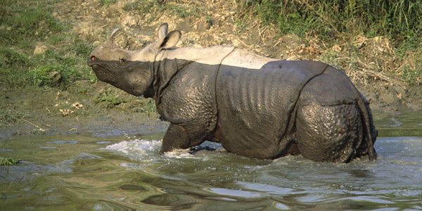 Indian-rhino-newsletter-1