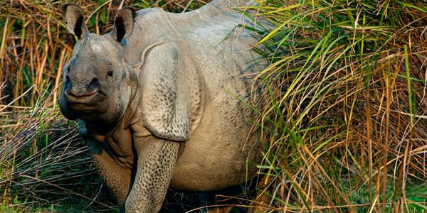 indian-rhino-newsletter-2