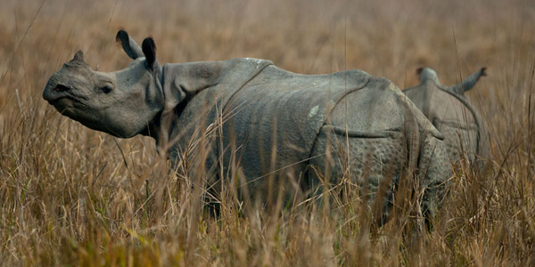 indian-rhino-newsletter-3