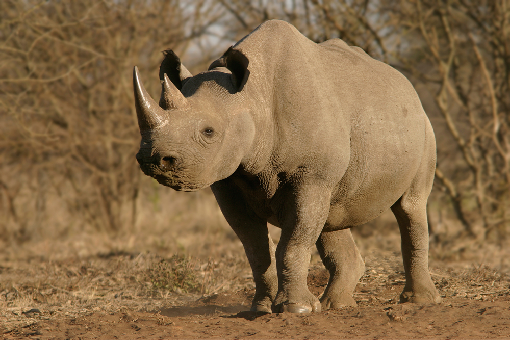 Think all rhino mouths are the same? Think again.