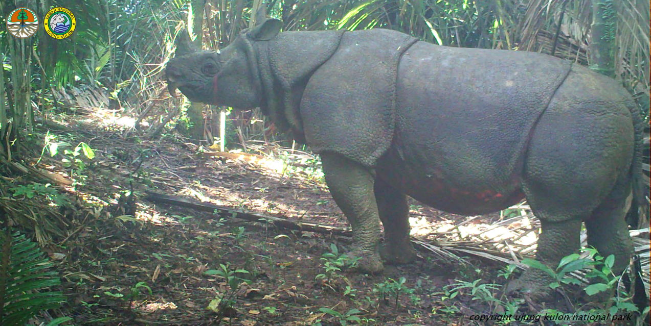 Interview with an RPU - Tisno Protects Javan Rhinos for Future