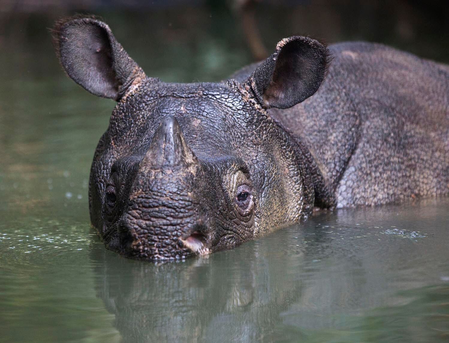 Javan Rhino | International Rhino Foundation