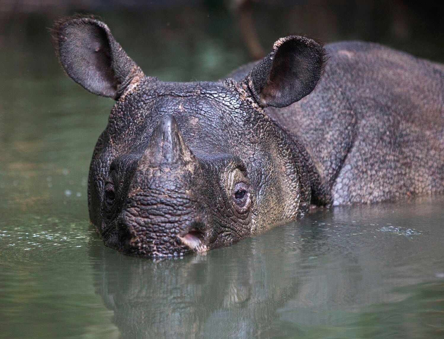 baby javan rhinoceros