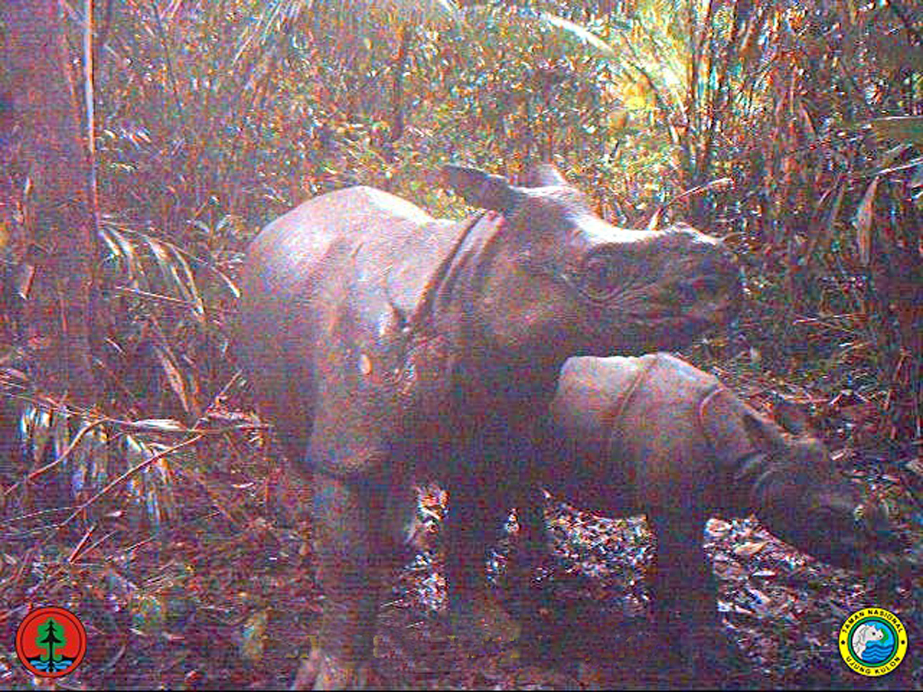 javan rhinoceros population 2014