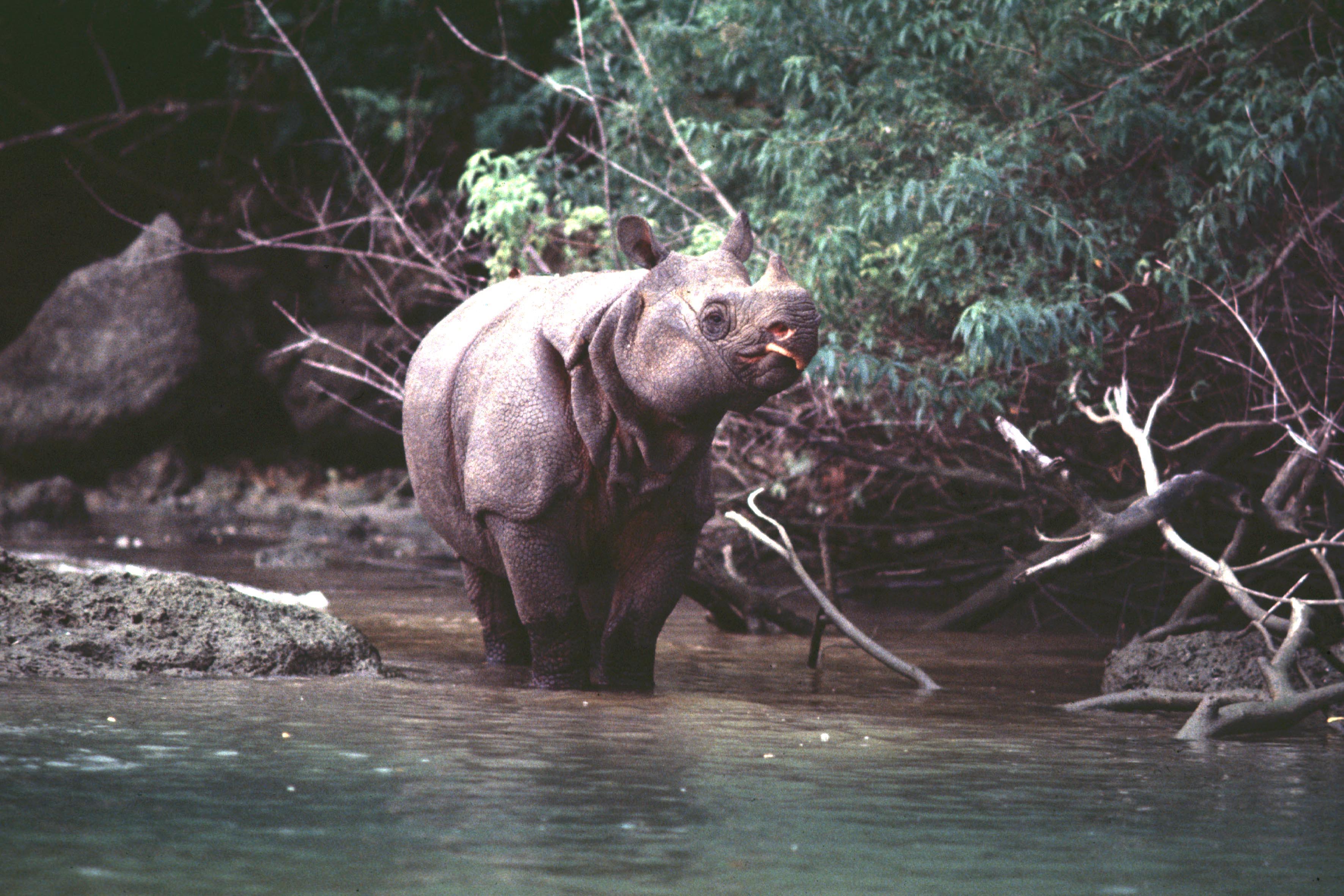 Javan rhino, International Rhino Foundation