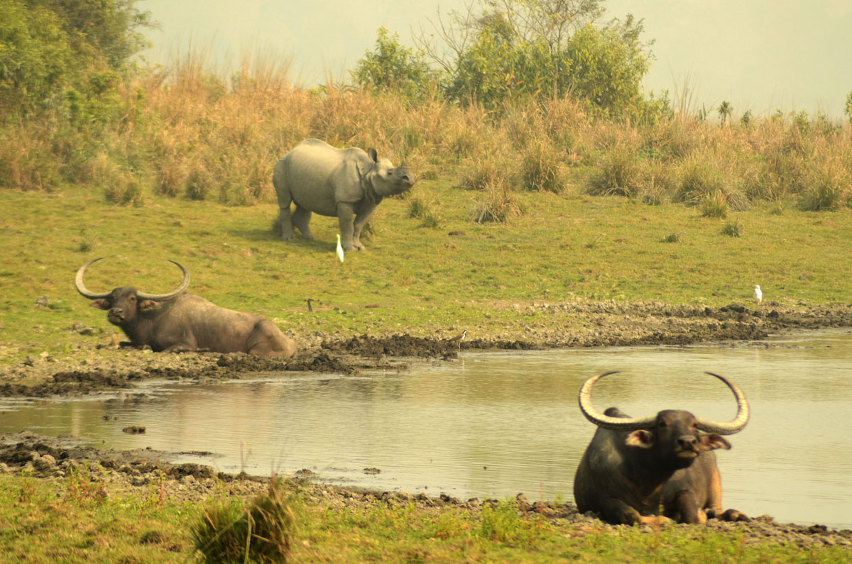 Wild Asian Water Buffalos in Kaziranga National Park