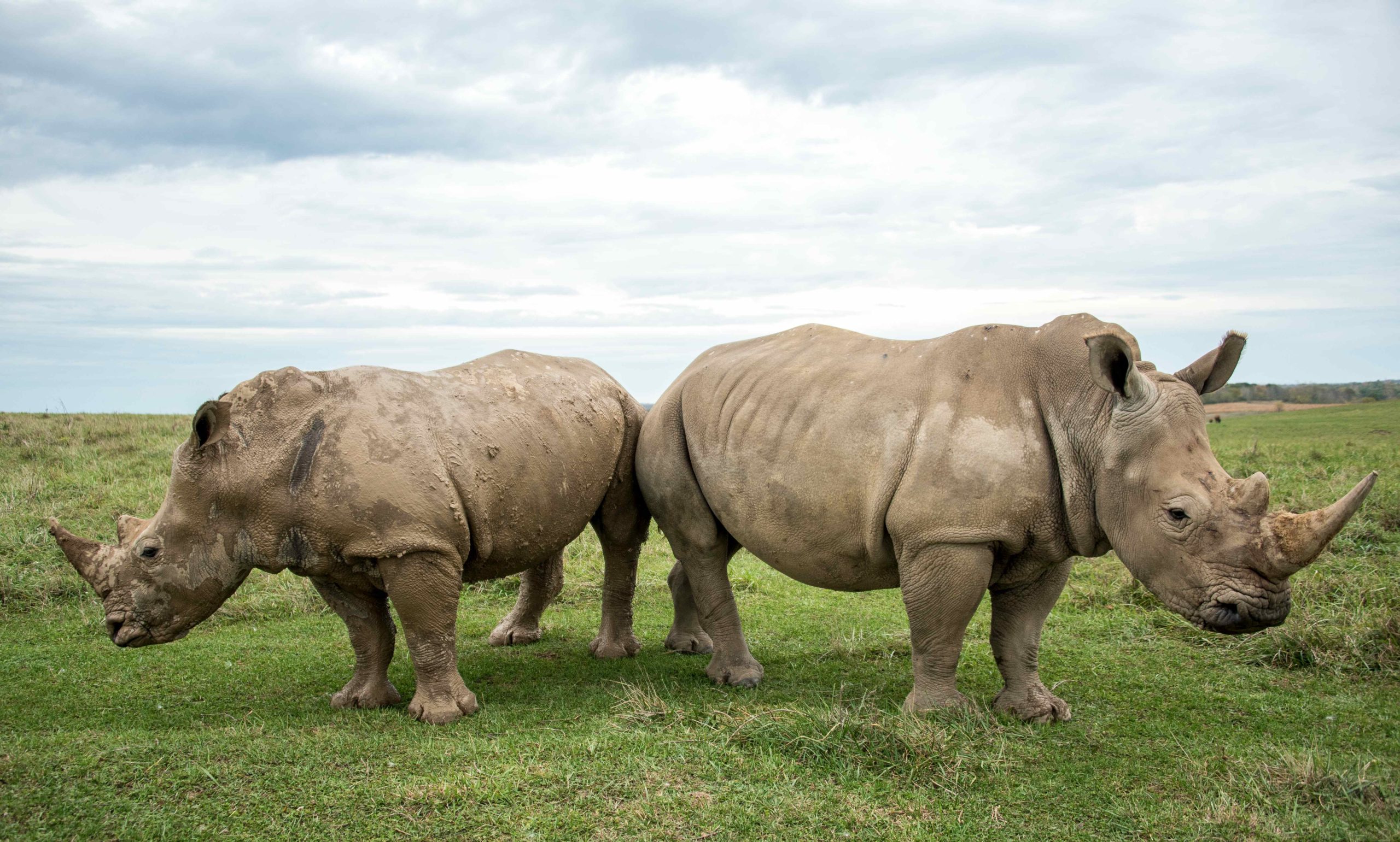 albino rhinos