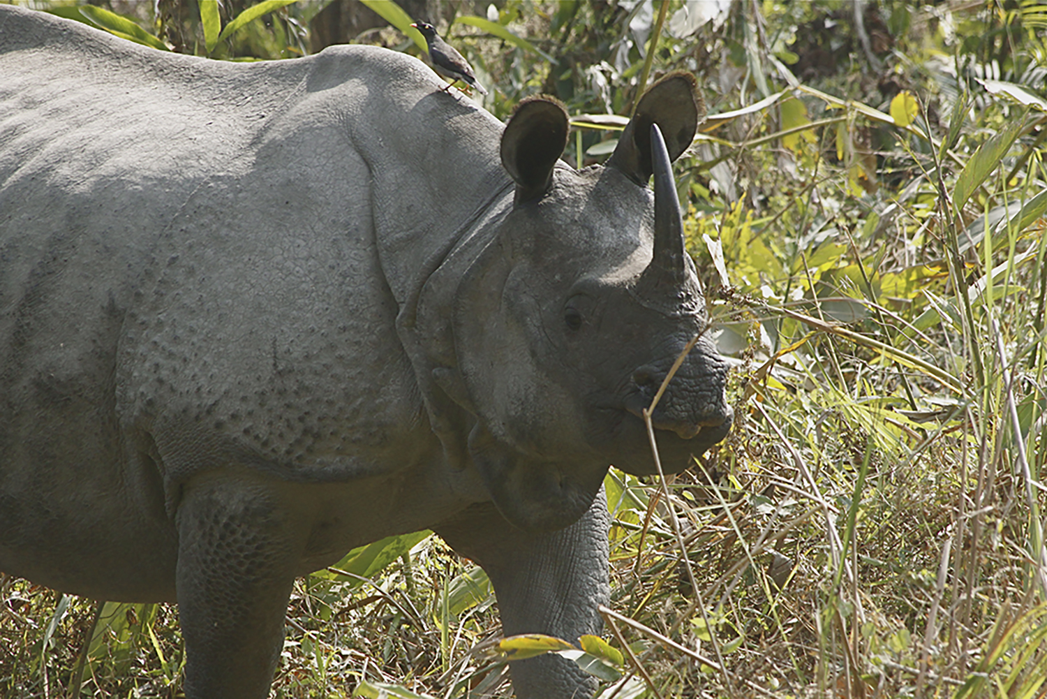 Greater one-horned rhino in the grasses in Kaziranga National Park; Assam, India.