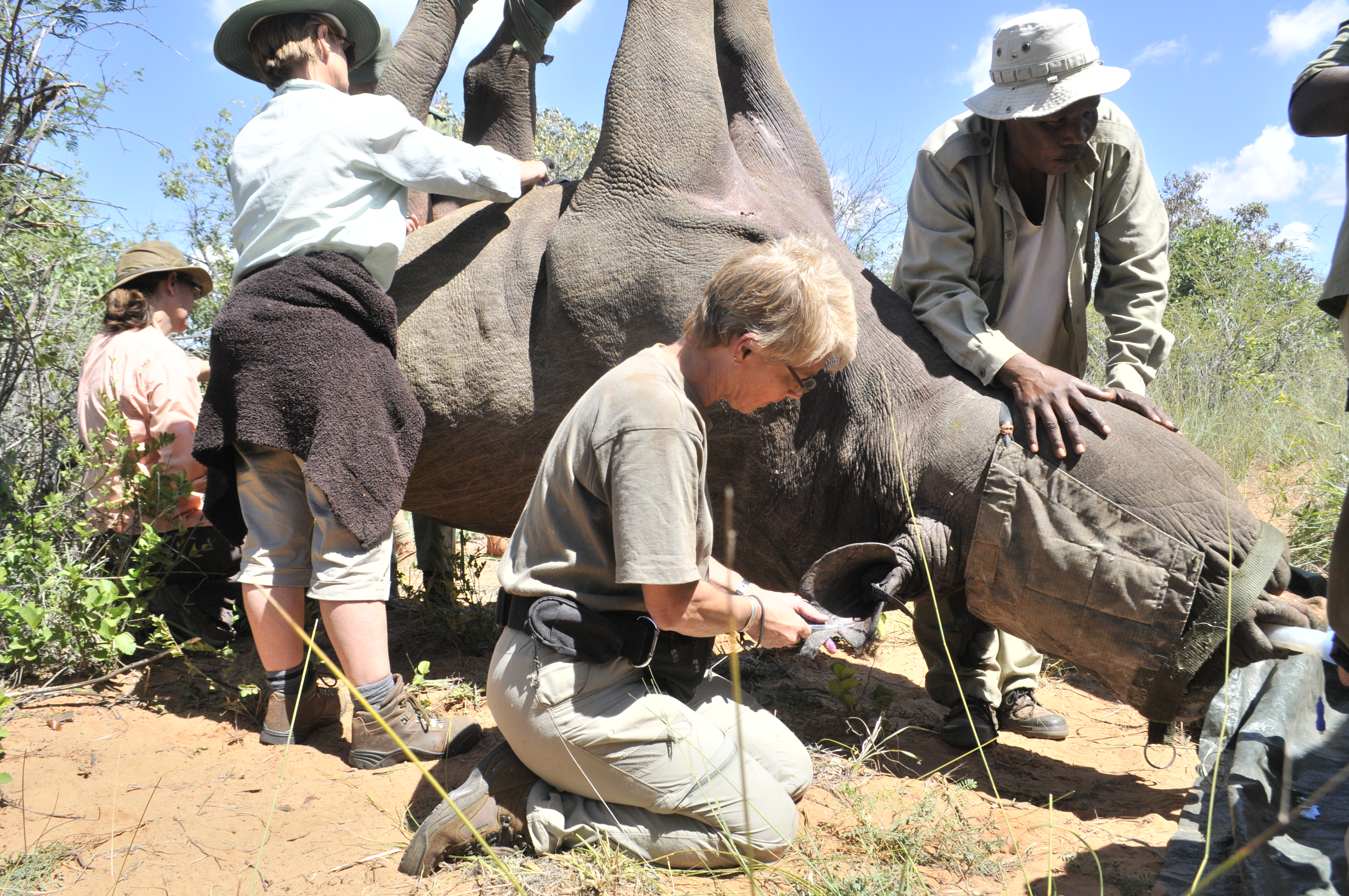 August Rhino Champion Conservation Scientist Dr. Michele Miller