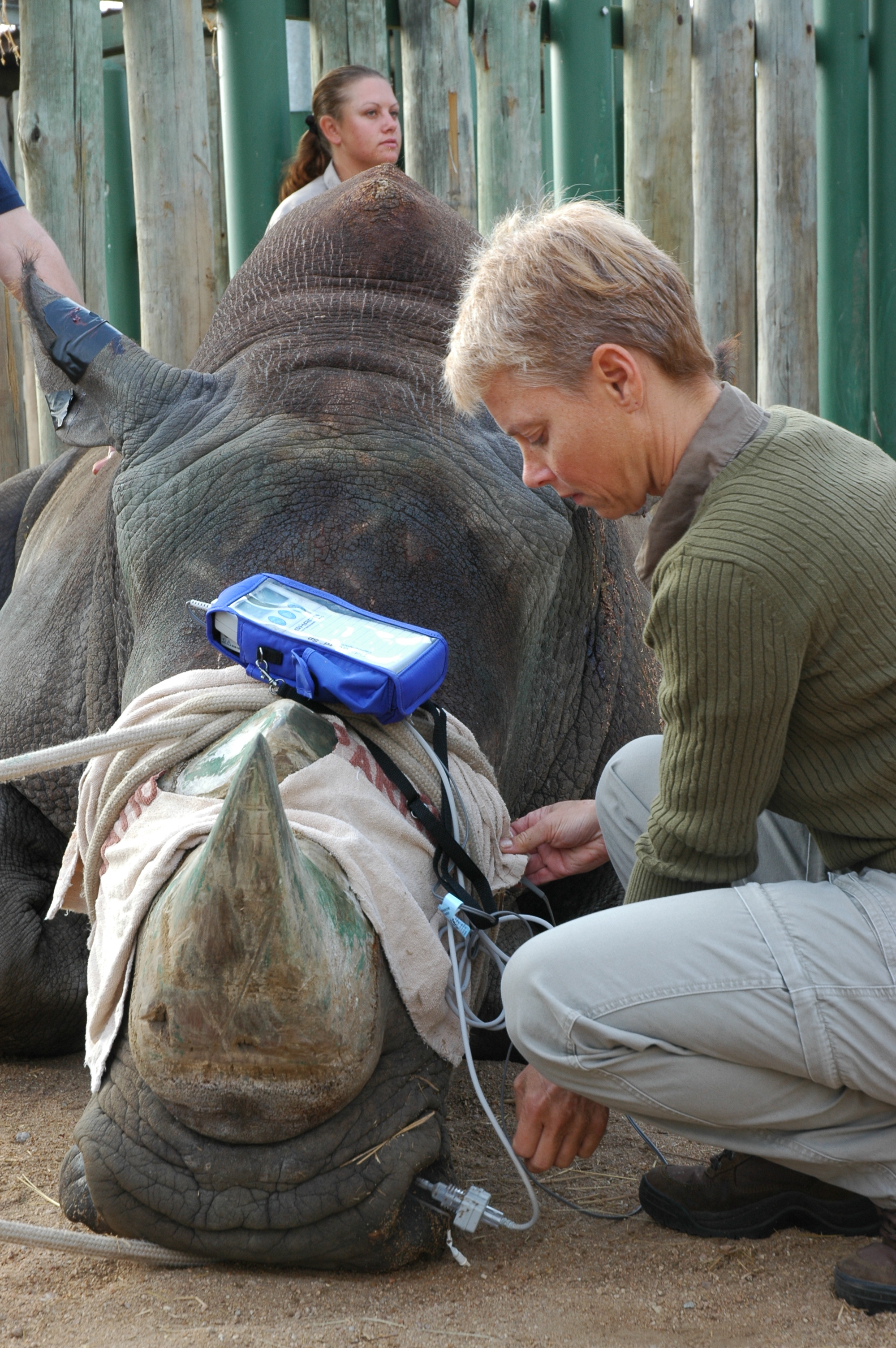 August Rhino Champion Conservation Scientist Dr. Michele Miller