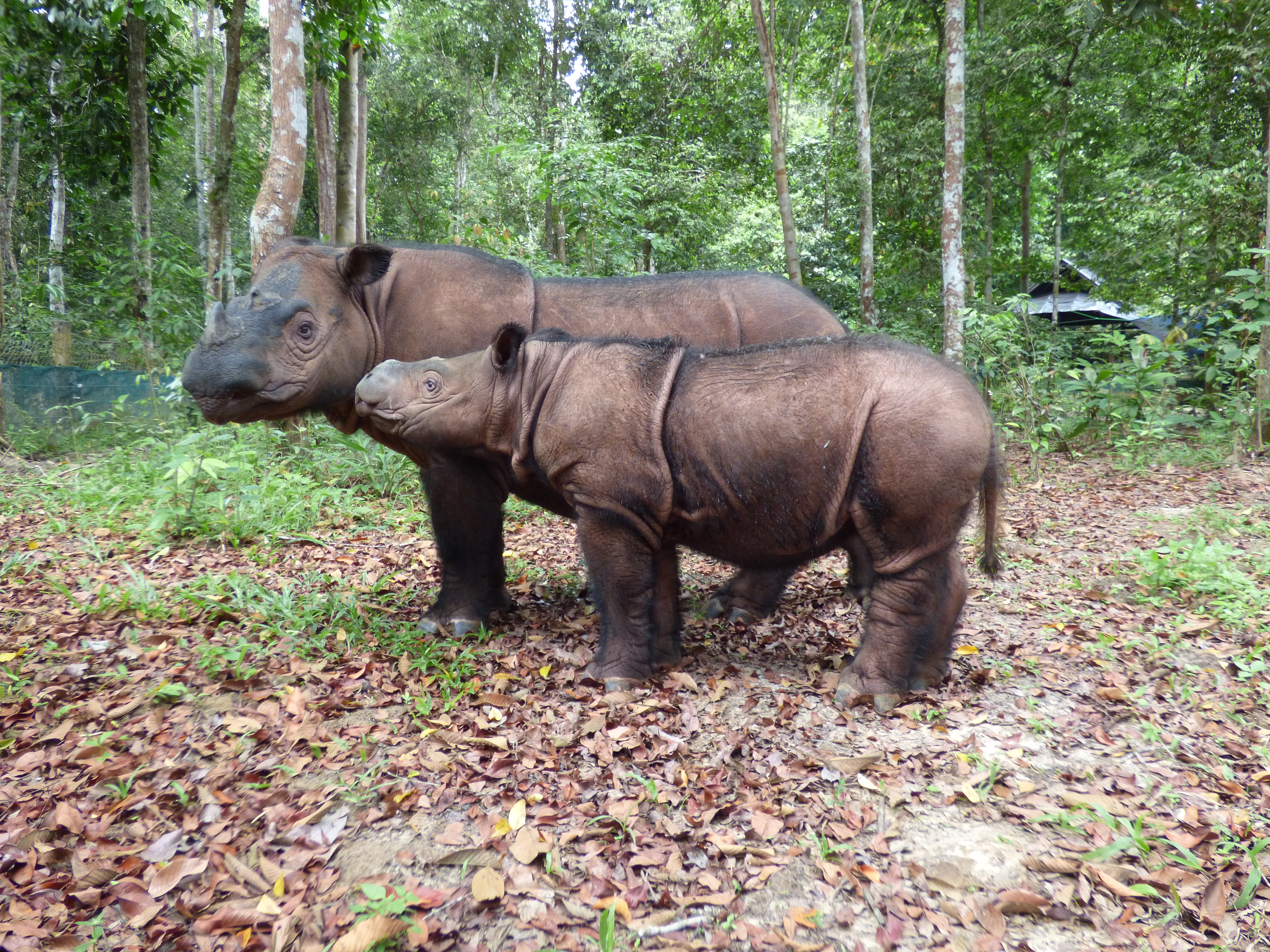 Sumatran Rhino Rescue  International Rhino FoundationInternational Rhino  Foundation