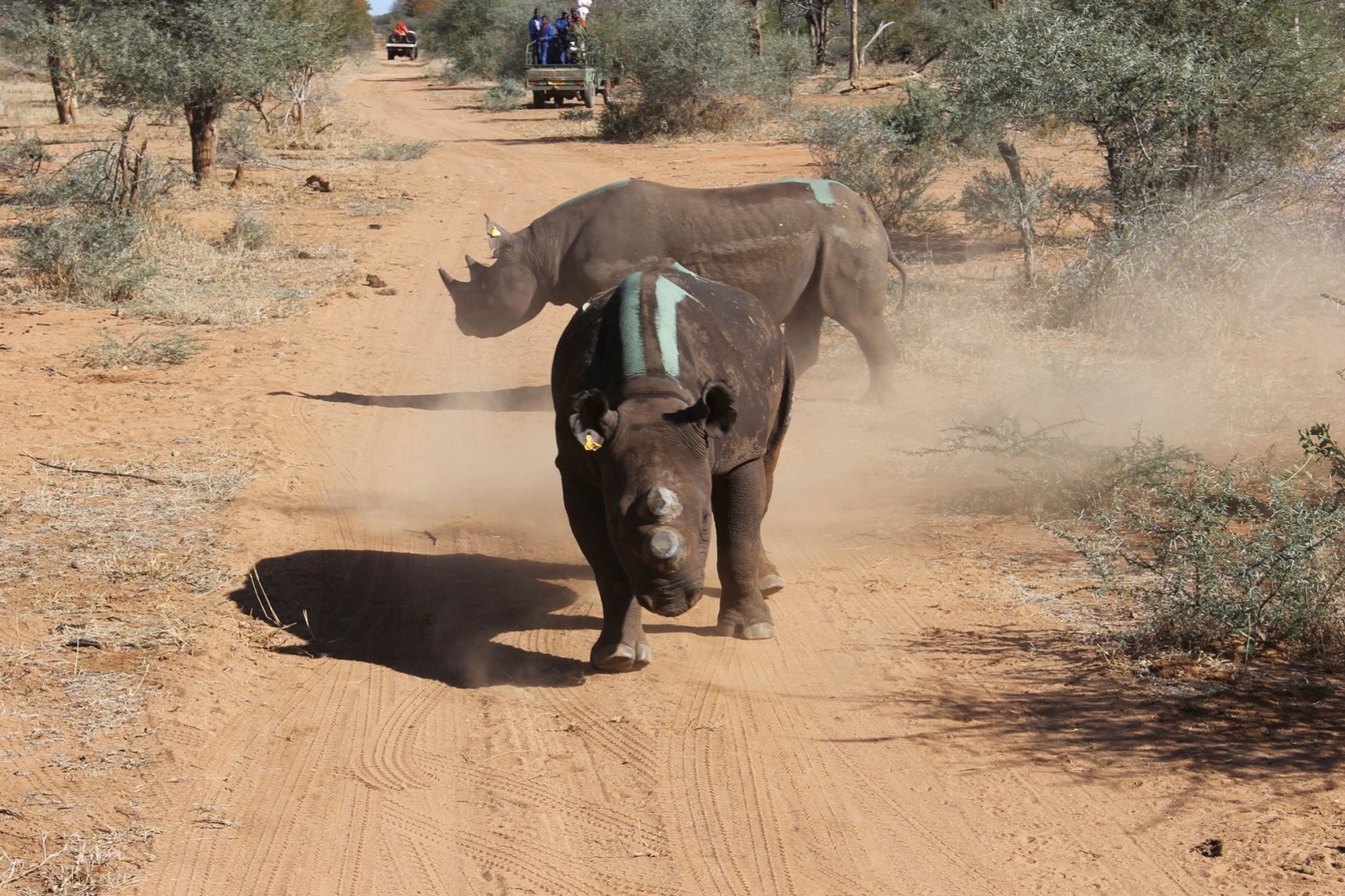 Operation: Stop Poaching Now – Translocating Rhinos To Safety