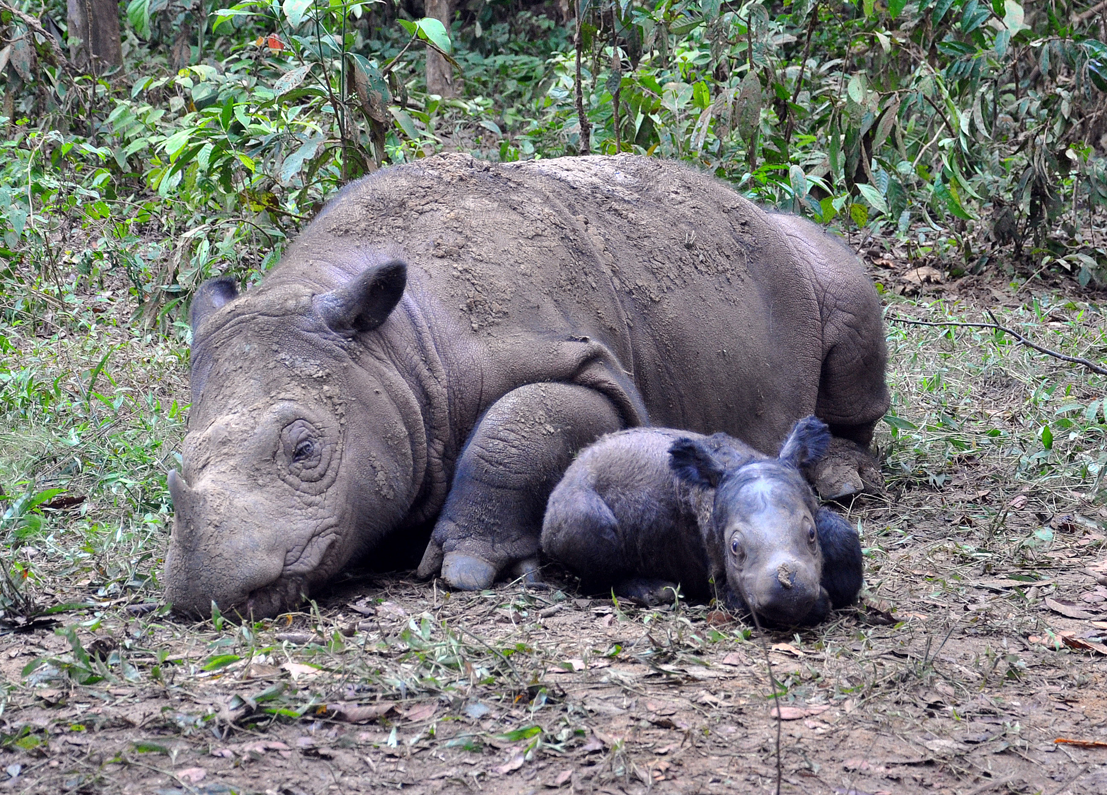 Baby Rhino Rescue - Saving Rhinos from extinction