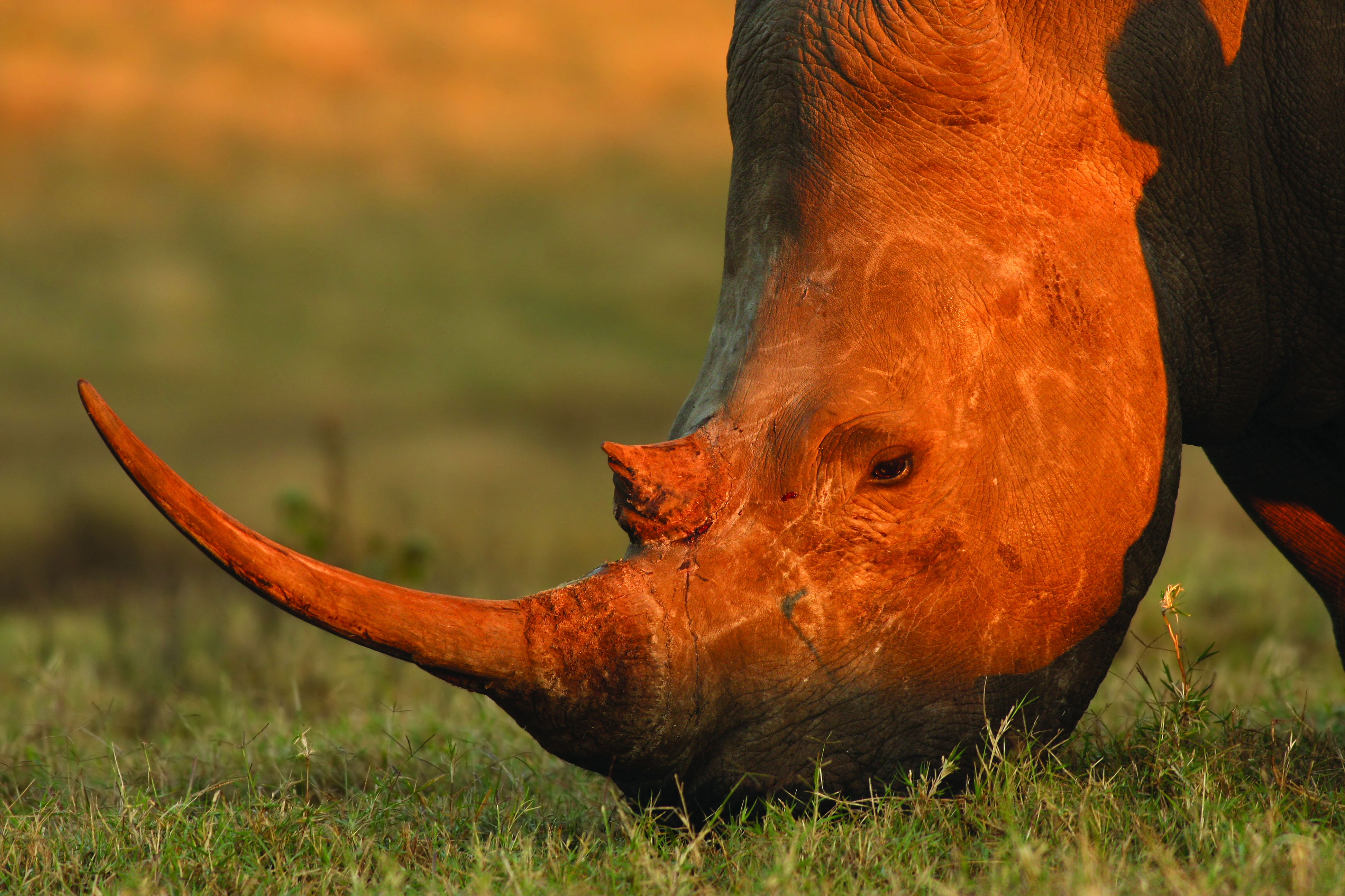 A white rhino, grazing. The demand for rhino horn has fueled the poaching crisis, causing the deaths of over 9,000 rhinos in the last decade.