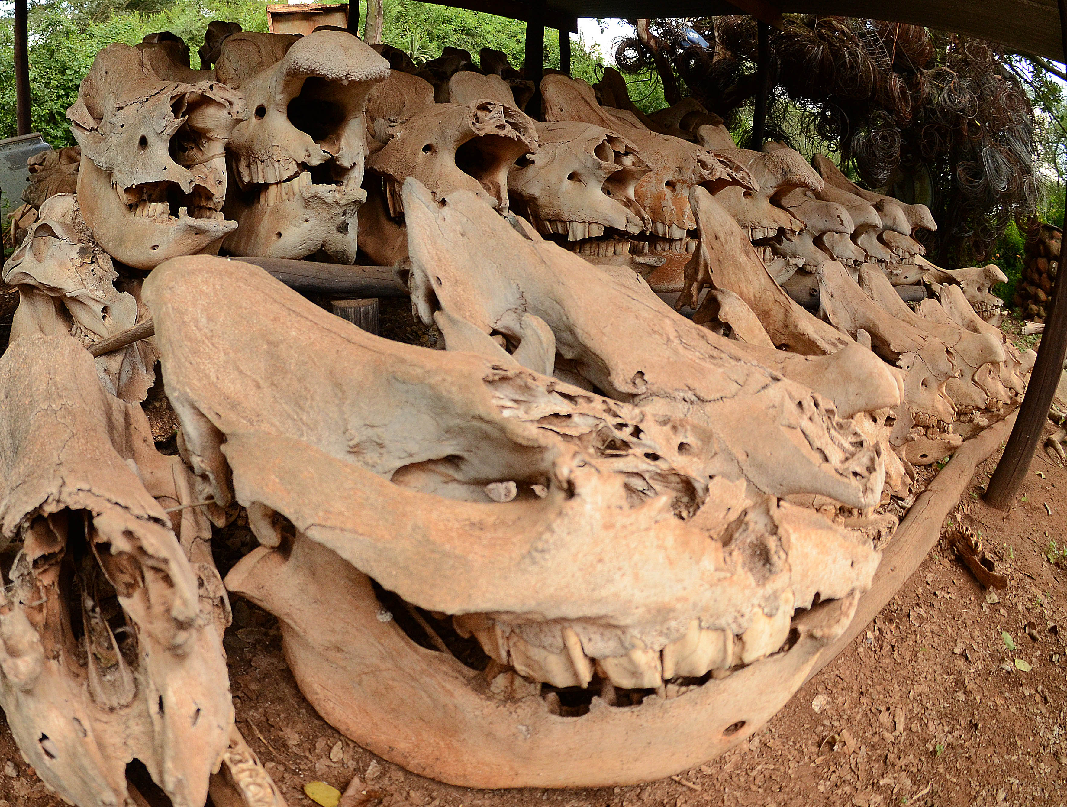 Rhino skulls from poached rhinos