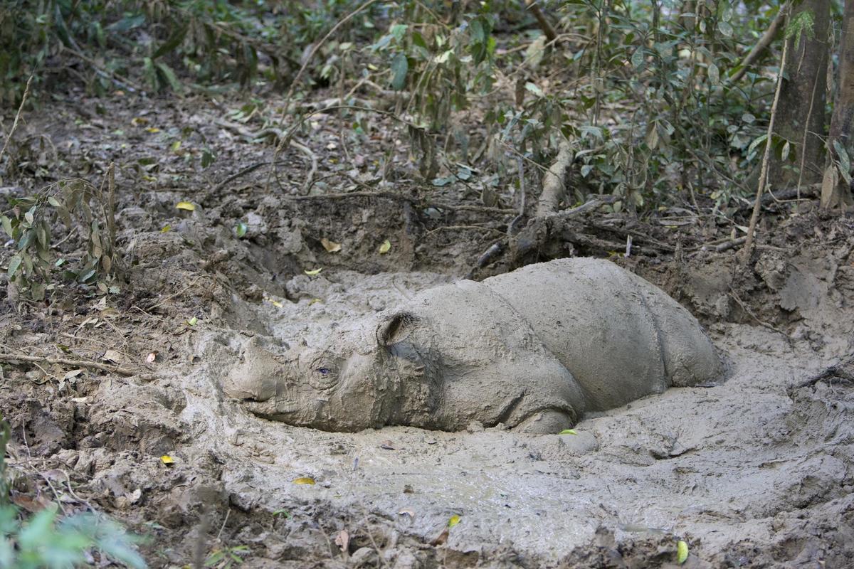 Indonesian Communities Helping the Sumatran Rhino - International Rhino  FoundationInternational Rhino Foundation