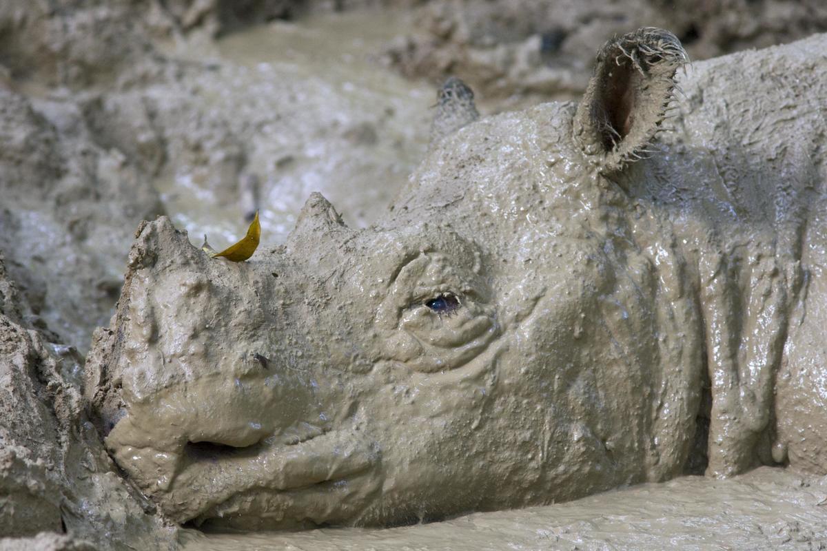 How Much Do Rhinos Sleep? - International Rhino FoundationInternational