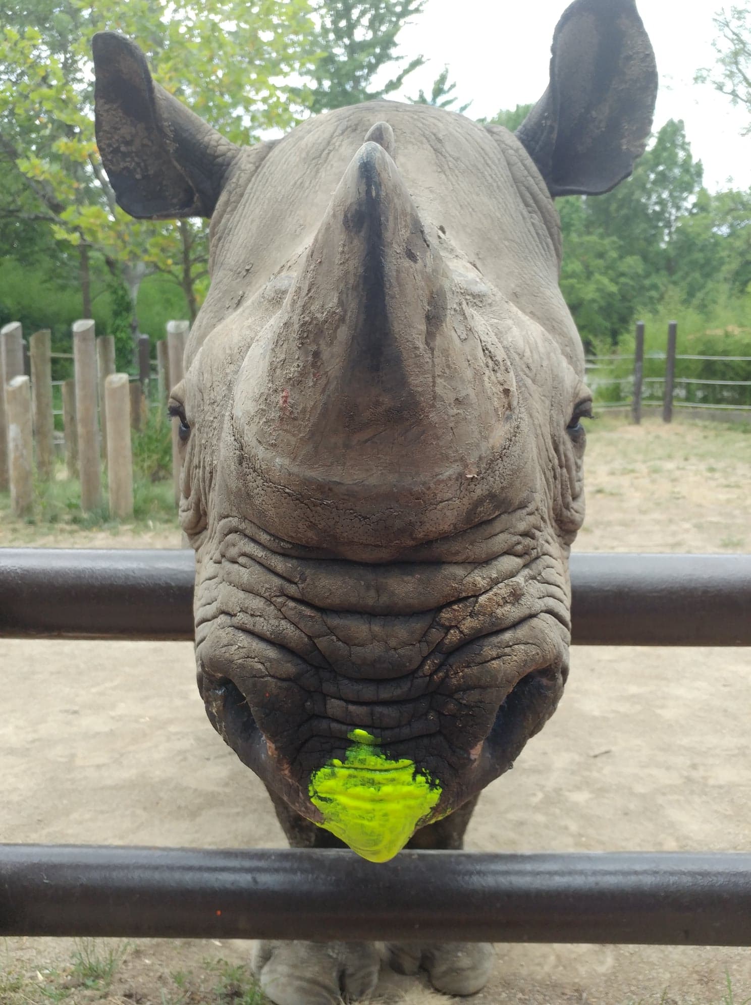 Rosie the Rhino at the Columbus Zoo with paint on her lip