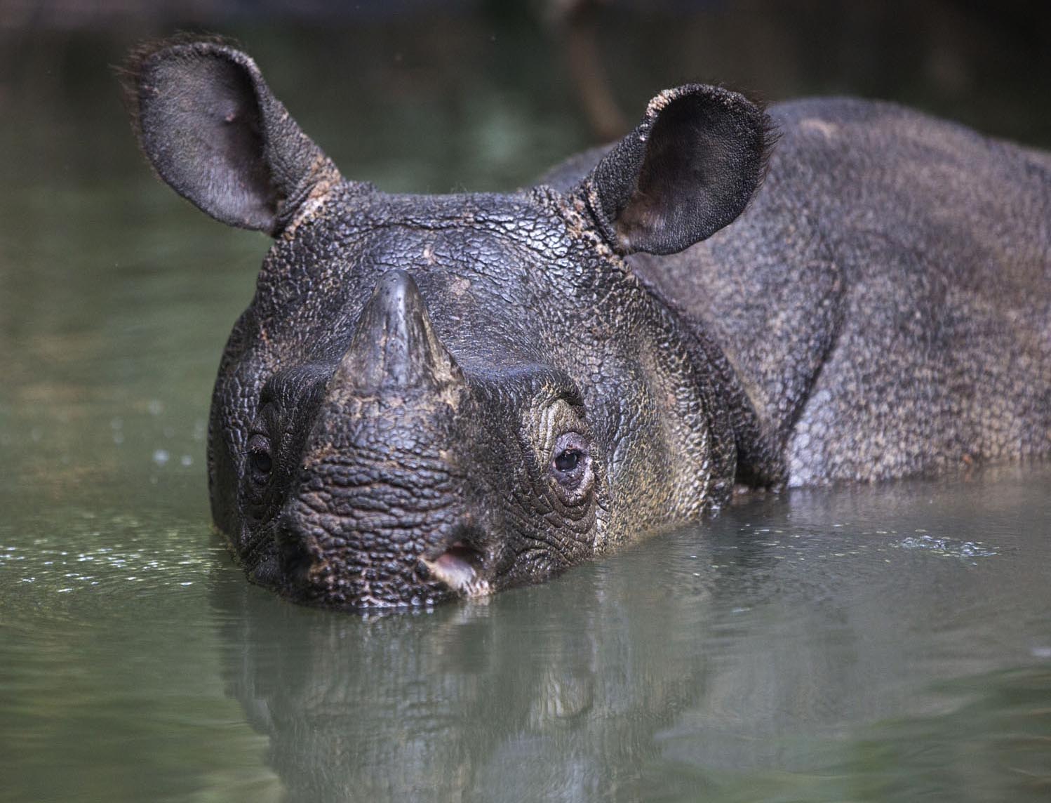 pictures of javan rhinoceros