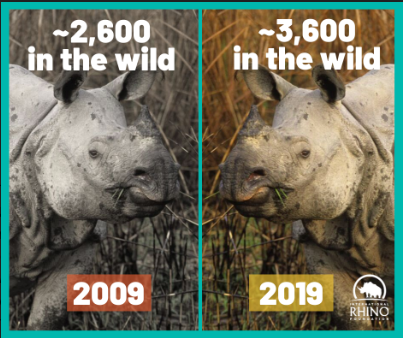 african rhinoceros vs indian