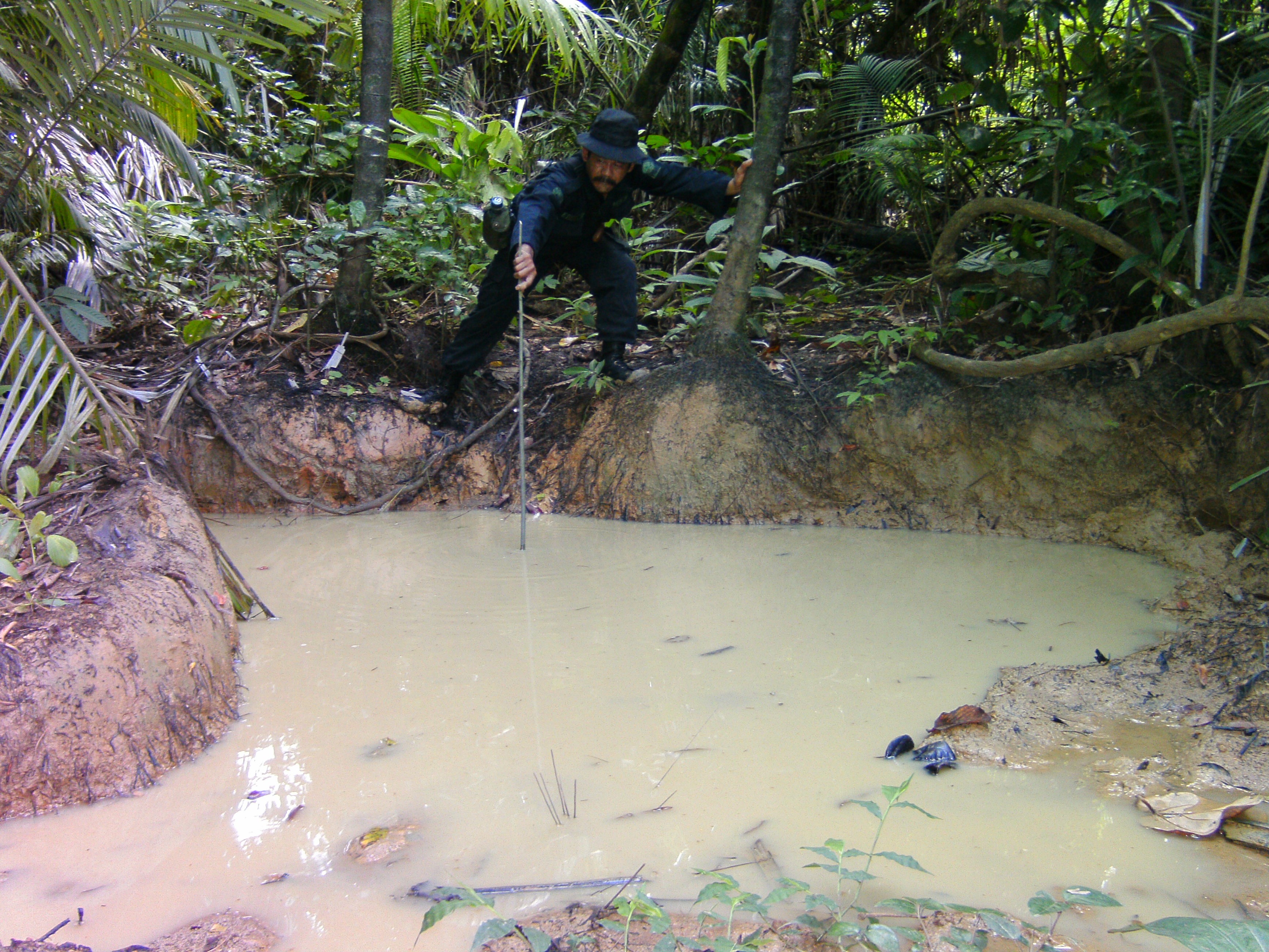 Sorhim measures the depth of a rhino wallow in Ujung Kulon National Park