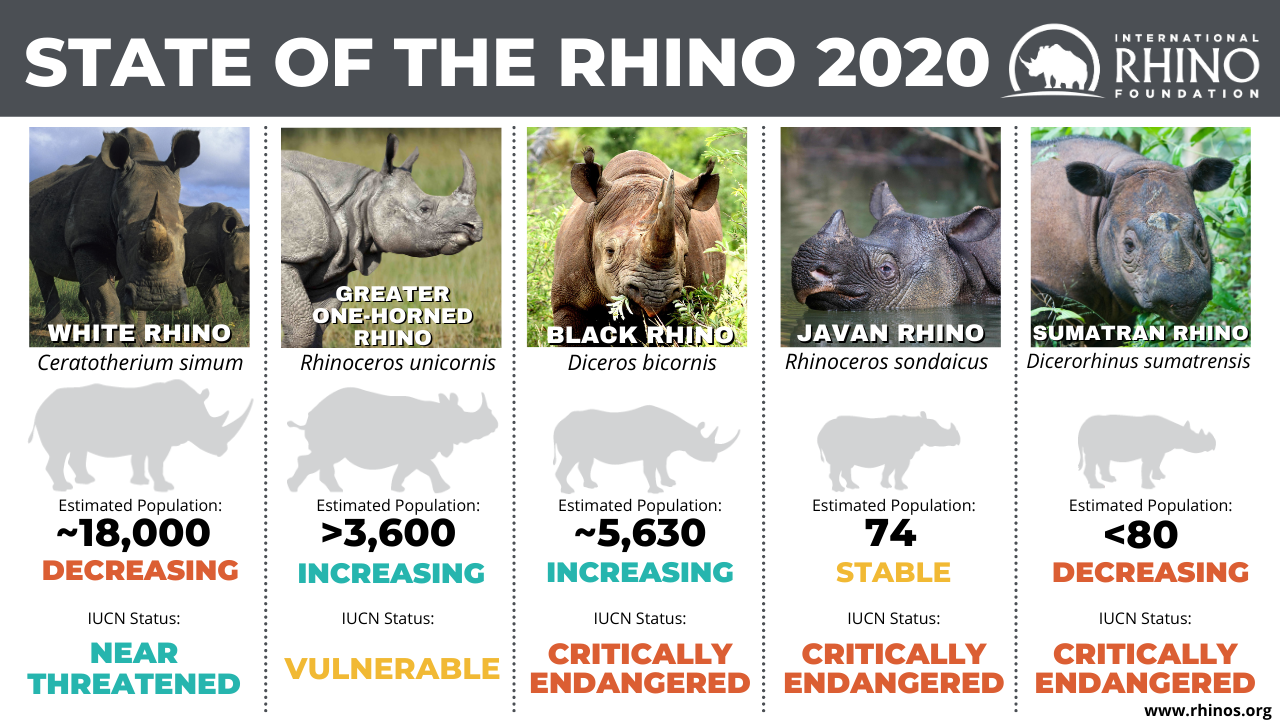 White Rhino Population World