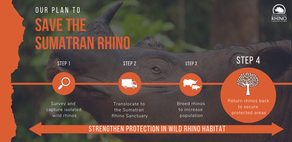 The Plan to Save Sumatran Rhinos: Step 4- Returning Rhinos to the Wild