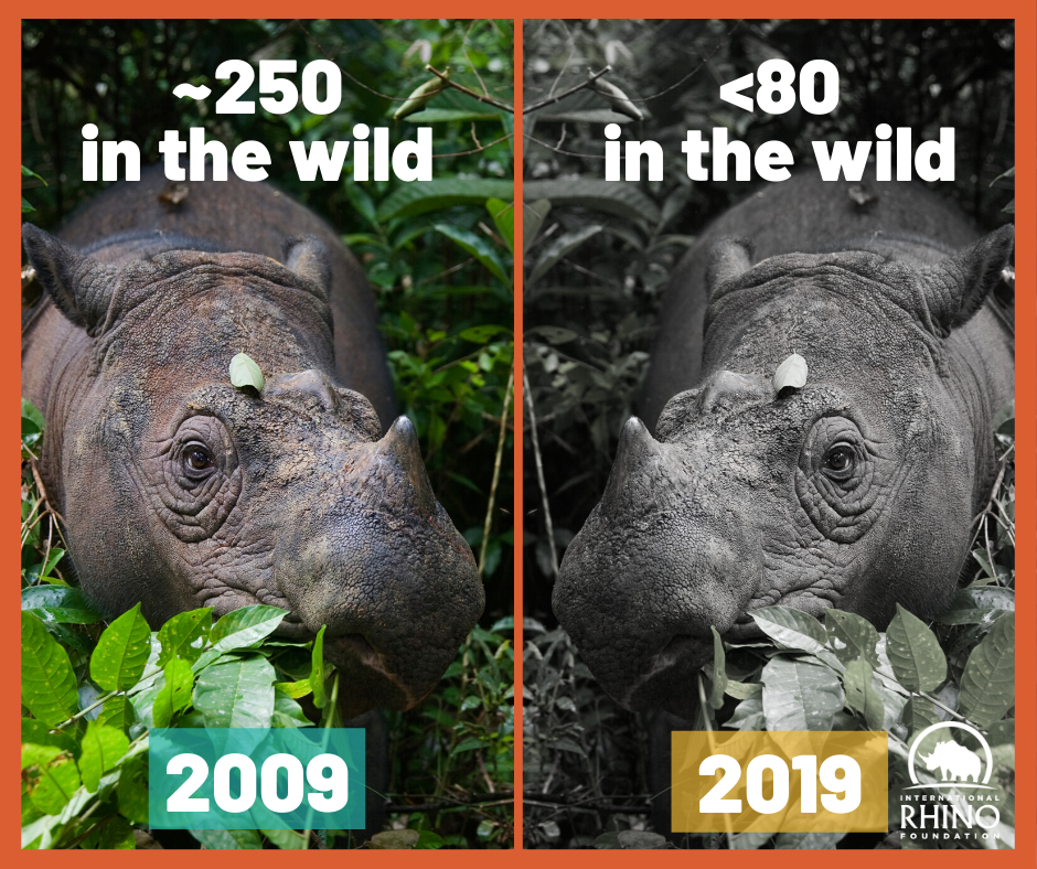 Sumatran Rhino Rescue  International Rhino FoundationInternational Rhino  Foundation