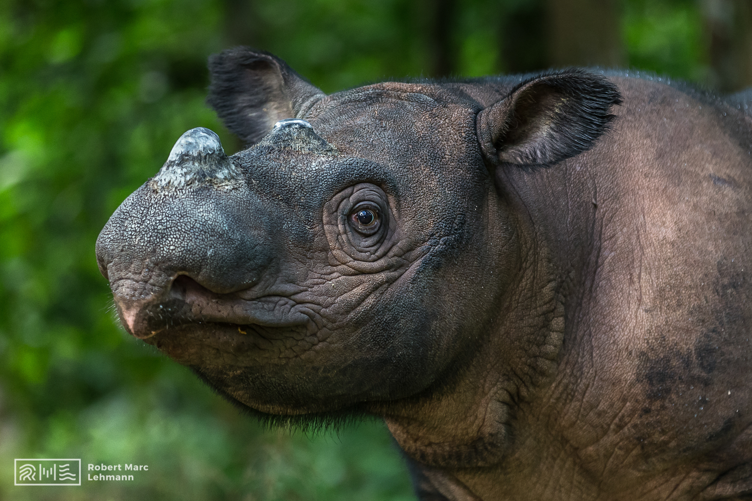 Celebrating 25 Years of Rhino Protection in Indonesia - International