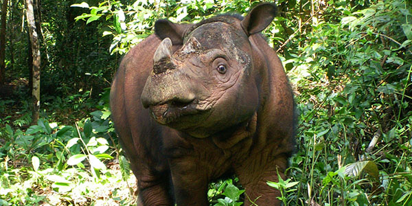 Sumatran-rhino-EOY-newsletter