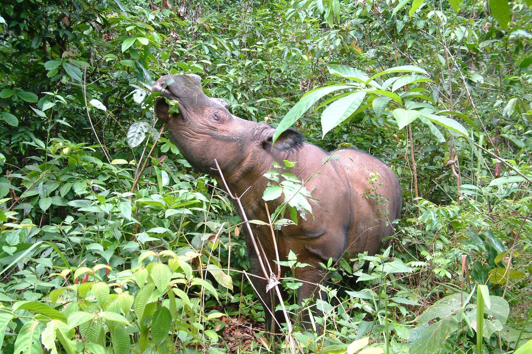 Saving the Sumatran Rhino - While We Still Can - International Rhino  FoundationInternational Rhino Foundation