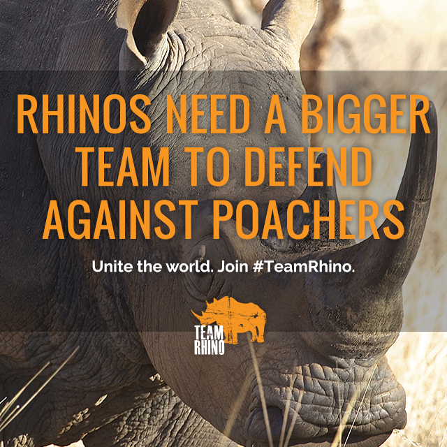 Rhino Conservation Groups Unite for World Rhino Day with the Kickoff of Team Rhino