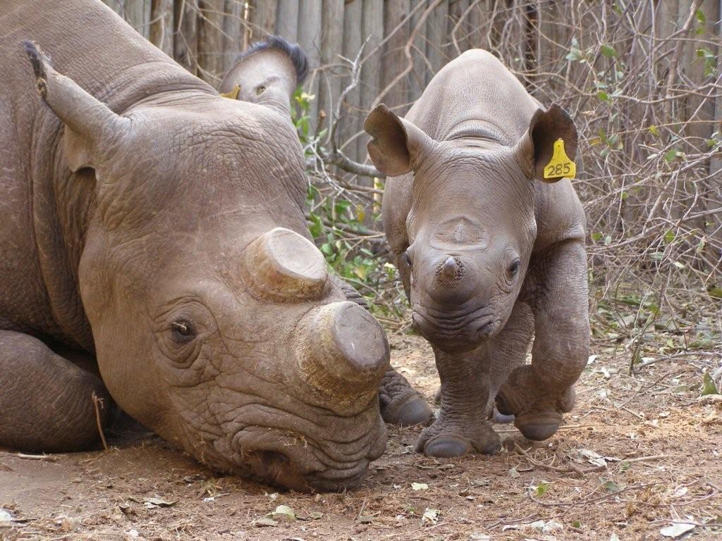 Terresa recovering from gunshot wounds with her calf Joe.