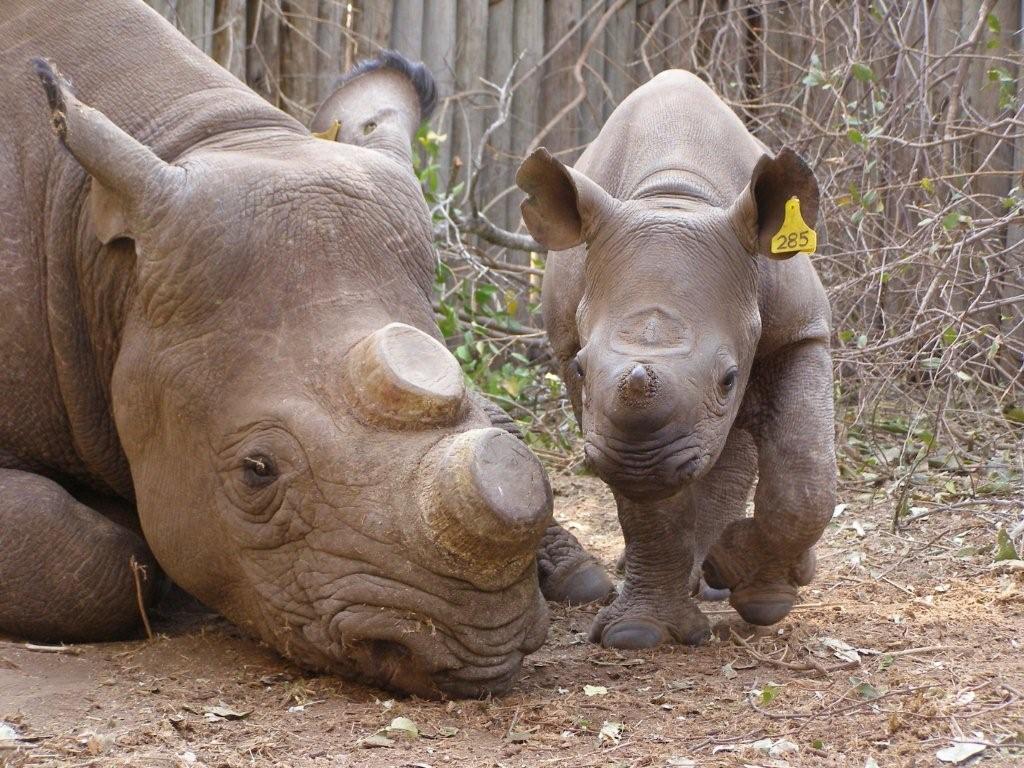 Terresa recovering from gunshot wounds with her calf Joe.